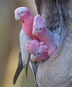 three pink and white birds sitting on top of a tree