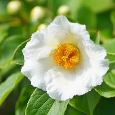 a white flower with yellow center surrounded by green leaves