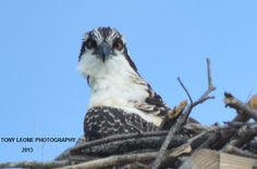 an ostrich is sitting on top of the nest