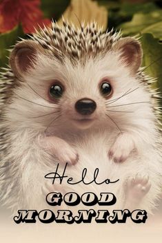 a hedgehog with the words hello good morning on it