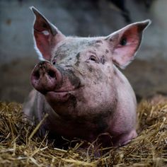 a small pig laying on top of dry grass