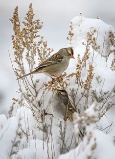 two birds perched on top of snow covered plants