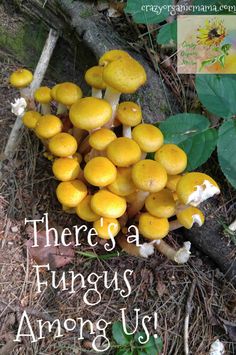 there is a bunch of mushrooms growing on the ground