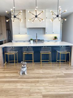 a dog sitting in the middle of a kitchen with blue cabinets and gold chairs on the floor