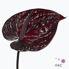 a large red flower on a white background