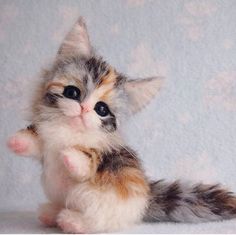 a small kitten sitting on top of a white table