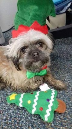 a small dog wearing a christmas hat and bow tie laying on the floor next to a toy