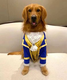 a golden retriever dog dressed in a blue and gold outfit sitting on a couch