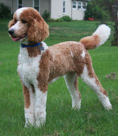 a brown and white dog standing on top of a lush green field