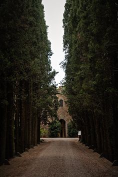 an empty road surrounded by tall trees with a clock tower in the distance