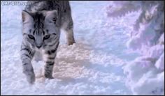 a cat is walking through the snow