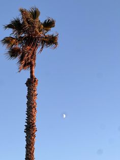 a tall palm tree with a half moon in the background