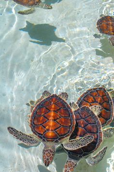 three sea turtles swimming in clear blue water