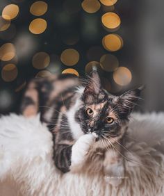 a cat sitting on top of a fluffy white blanket