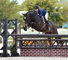 a person jumping a horse over an obstacle