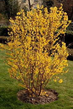 a bush with yellow flowers in the grass