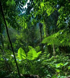 the forest is full of green plants and trees