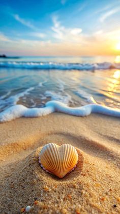 a seashell on the beach at sunset