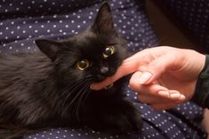 a black cat being petted by someone's hand with the caption 5 reasons why black cats are ideal pets