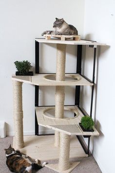 a cat laying on the floor in front of a cat tree