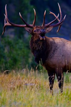 an elk with large antlers standing in tall grass