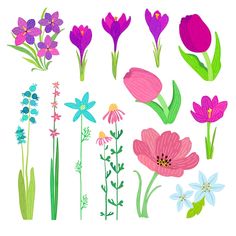 various flowers and plants are shown on a white background with green stems, blue daisies, pink tulips