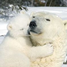 two polar bears are cuddling in the snow with each other's back paws