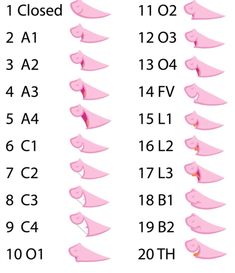 the height chart for pink shoes with different sizes and shapes on them, including numbers