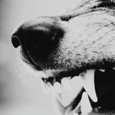 a black and white photo of a dog's teeth