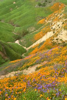 Chino Hills State Park super bloom in southern california Super Bloom, California Super Bloom, Rolling Hills Landscape, State Park, California Hiking, Hiking California, Southern California Aesthetic, National Parks Aesthetic, Chino Hills State Park