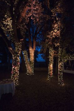 lighted trees in the middle of a park at night