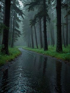 a wet road in the middle of a forest