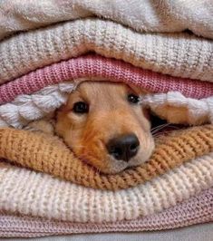 a brown dog laying on top of a pile of sweaters and blankets with his head peeking out