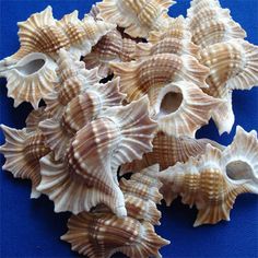 sea shells are arranged on a blue surface