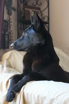 a large black dog laying on top of a bed