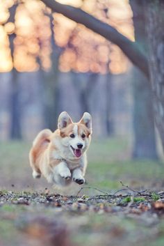 a brown and white dog running through a forest