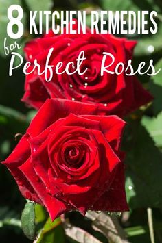 two red roses with the words 8 kitchen remedies for perfect roses on it