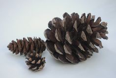 two pine cones sitting next to each other