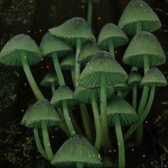 a group of green mushrooms sitting on top of a lush green forest covered in fairy lights