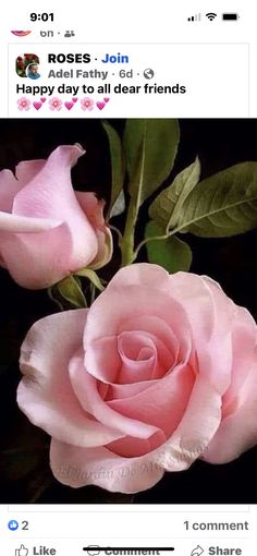 two pink roses with green leaves on a black background