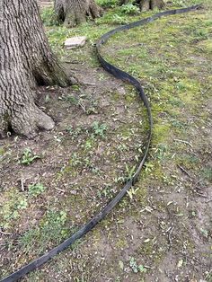 a large snake is on the ground next to a tree and some grass with trees in the background