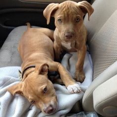 two brown dogs laying on top of a blanket in the back seat of a car