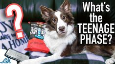 a brown and white dog sitting on top of a couch next to a cell phone