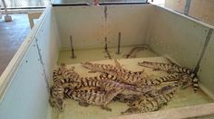 several alligators are in a container with water