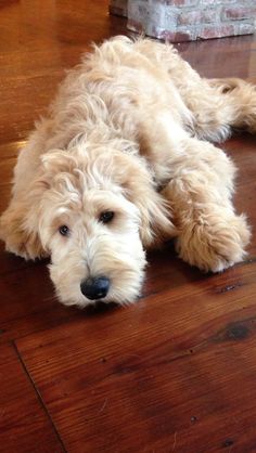 a dog laying on the floor with its eyes closed