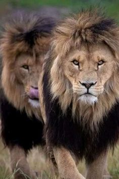 two lions walking in the grass with their heads turned to look like they are looking at something