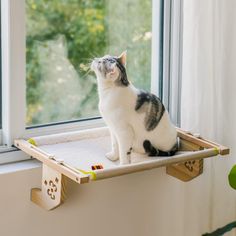 a cat sitting on top of a wooden shelf next to a window