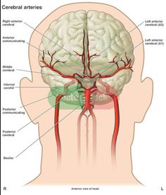 the blood vessels in the head and neck are labeled with labels on their corresponding branches