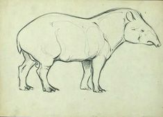 a drawing of a rhinoceros is shown in black and white