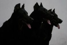 three black dogs standing next to each other in front of a white wall and looking at the camera